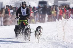 Lenk 2013